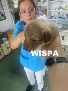 WISPA
